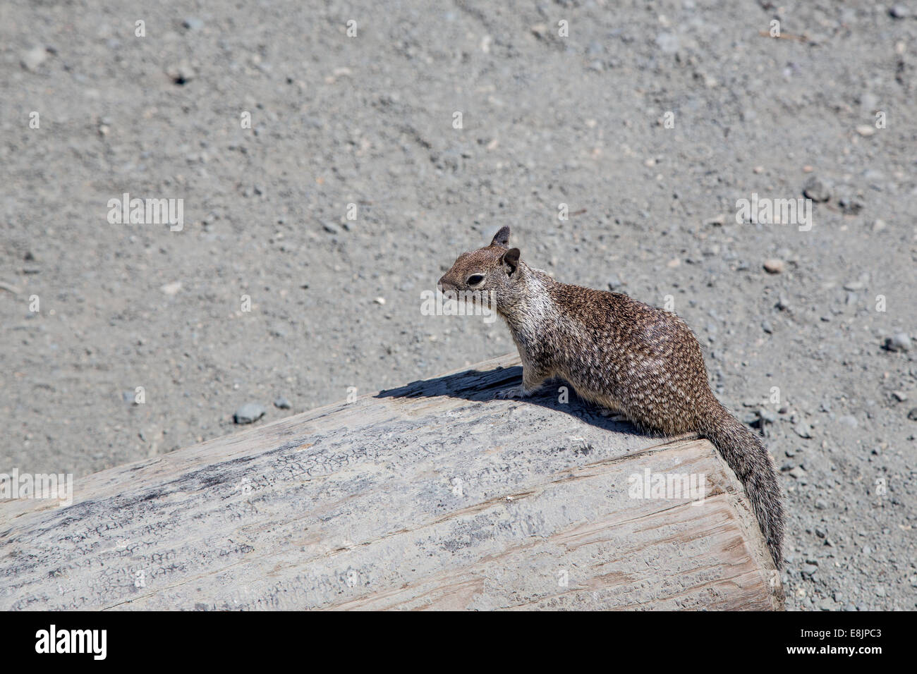 Brown american squirrel sitting on a tree Stock Photo
