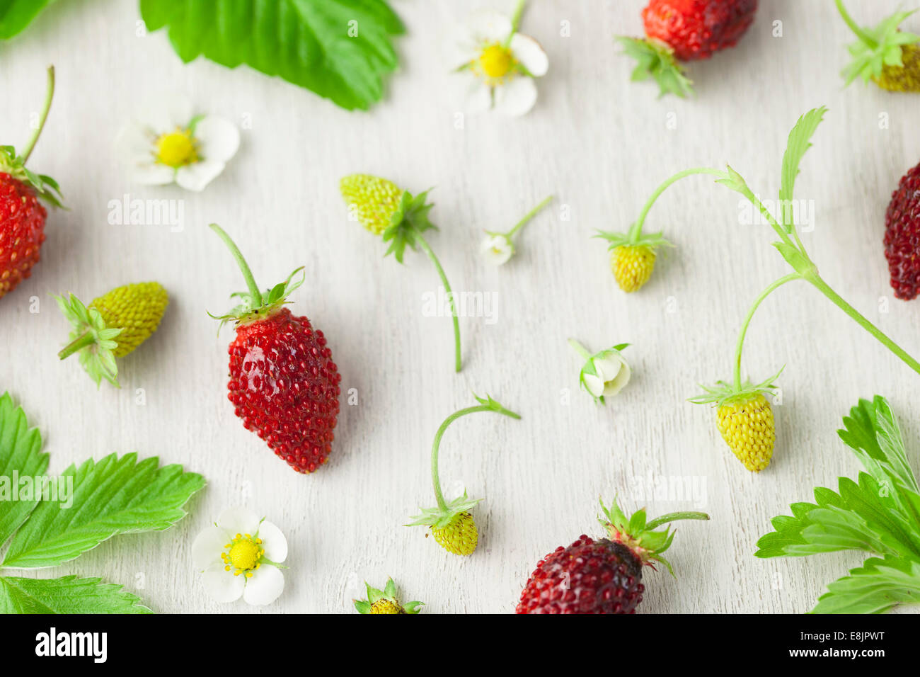 Homegrown Alpine Strawberries Stock Photo