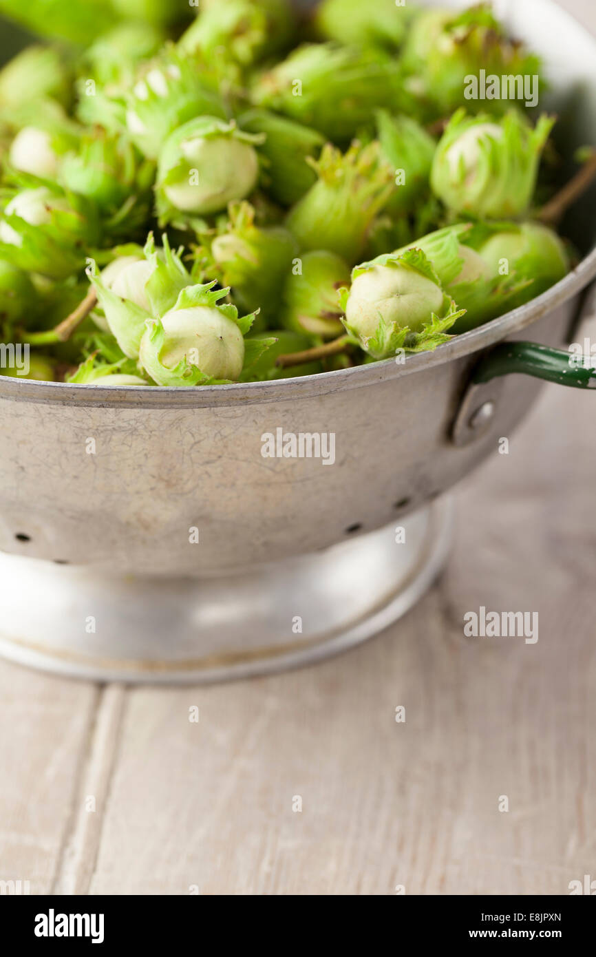 Homegrown Cobnuts in Colander Stock Photo