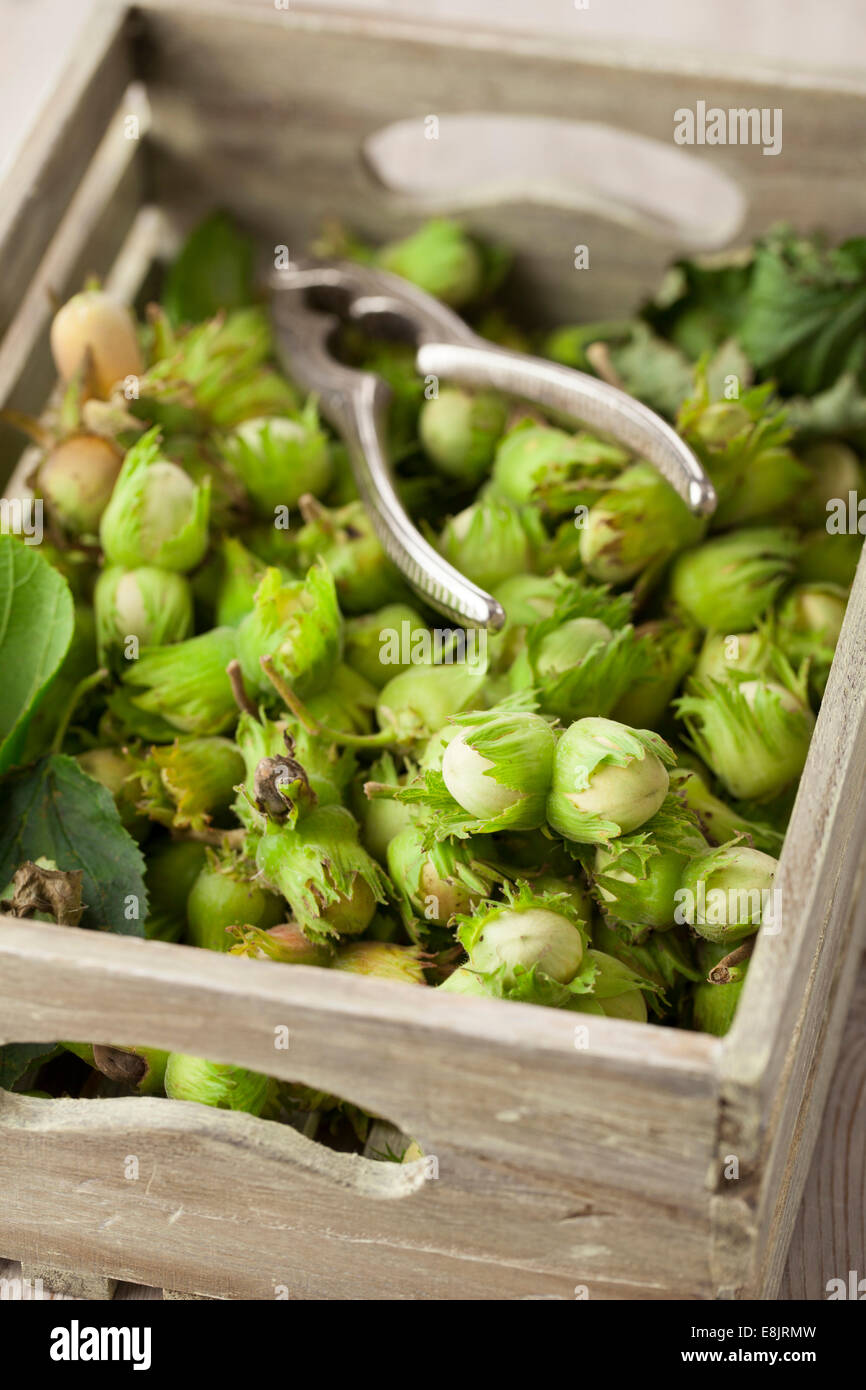 Homegrown Cobnuts in Wooden Box Stock Photo