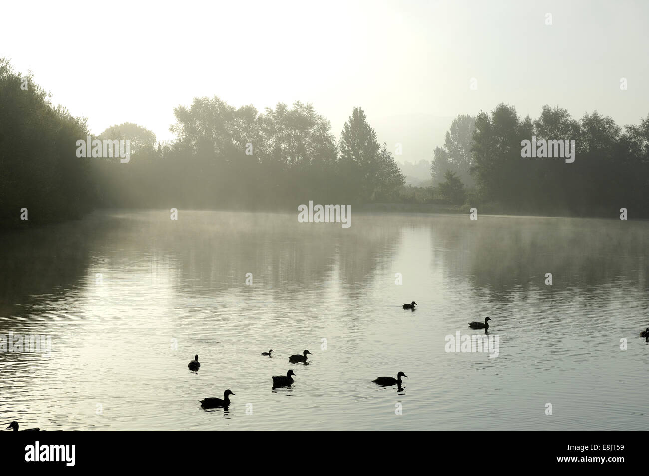 Shore birds marsh hi-res stock photography and images - Alamy
