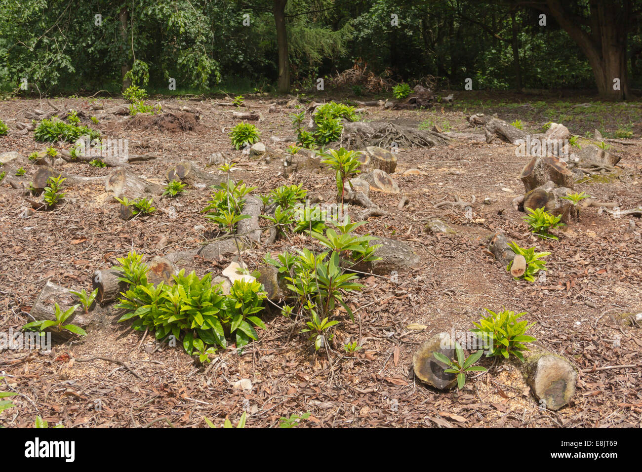Stumps of Rhododendron bushes remain in the ground after a clearance programme, with some sprouting of new growth. Stock Photo