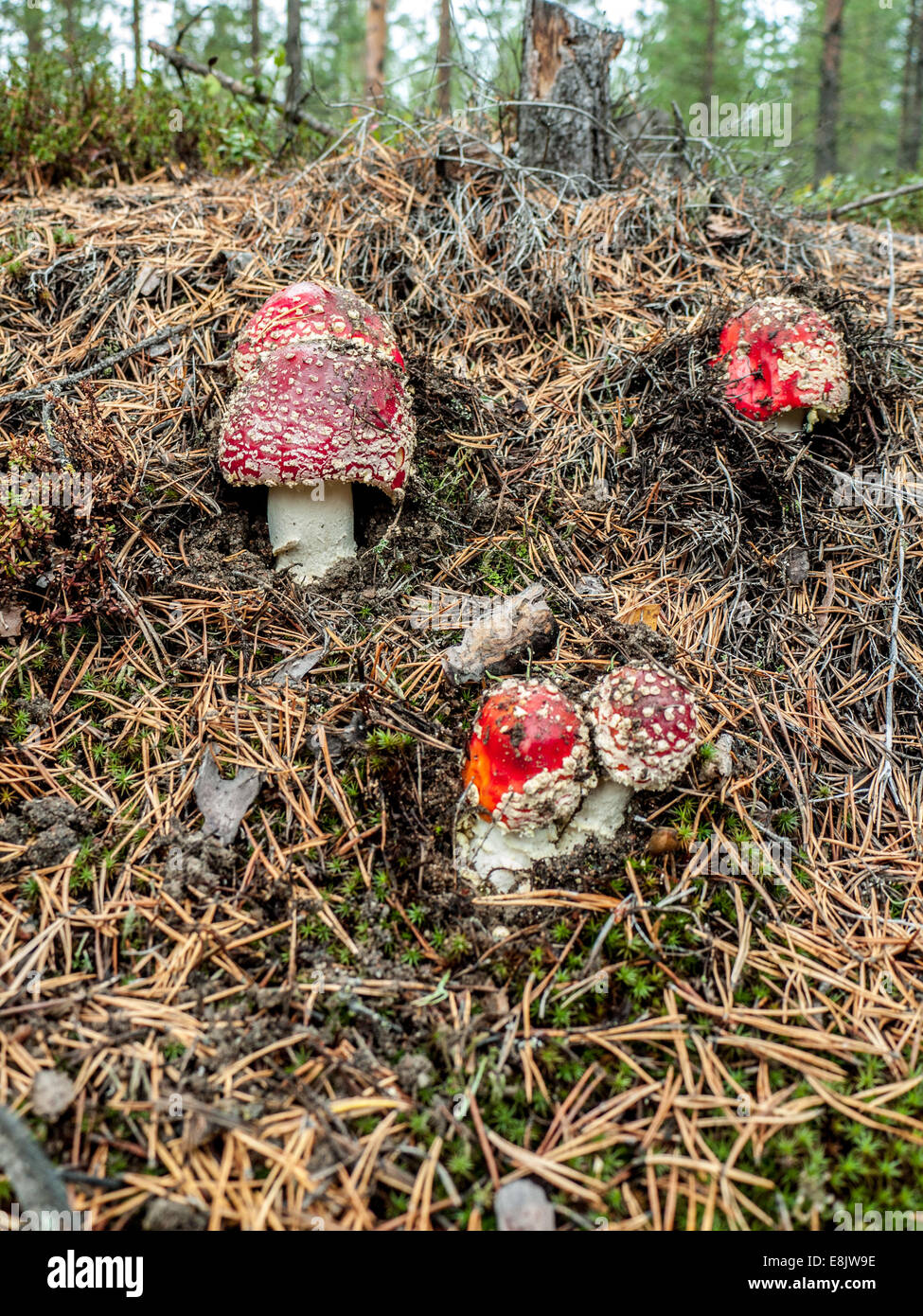 Group of fly agaric mushrooms growing among conifer needles Stock Photo