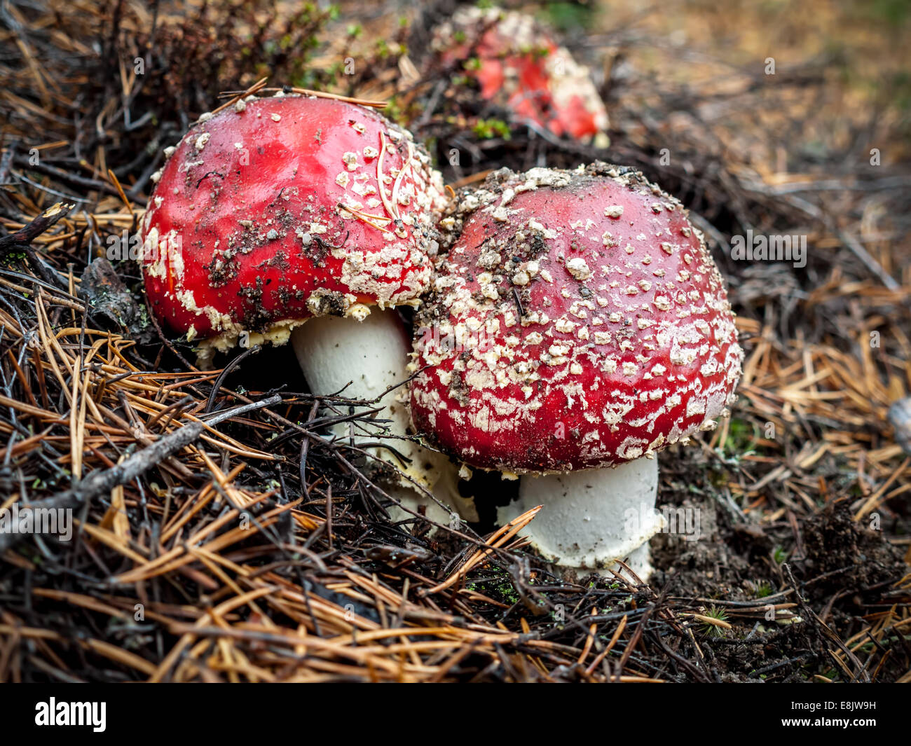 Group of fly agaric mushrooms growing among conifer needles Stock Photo
