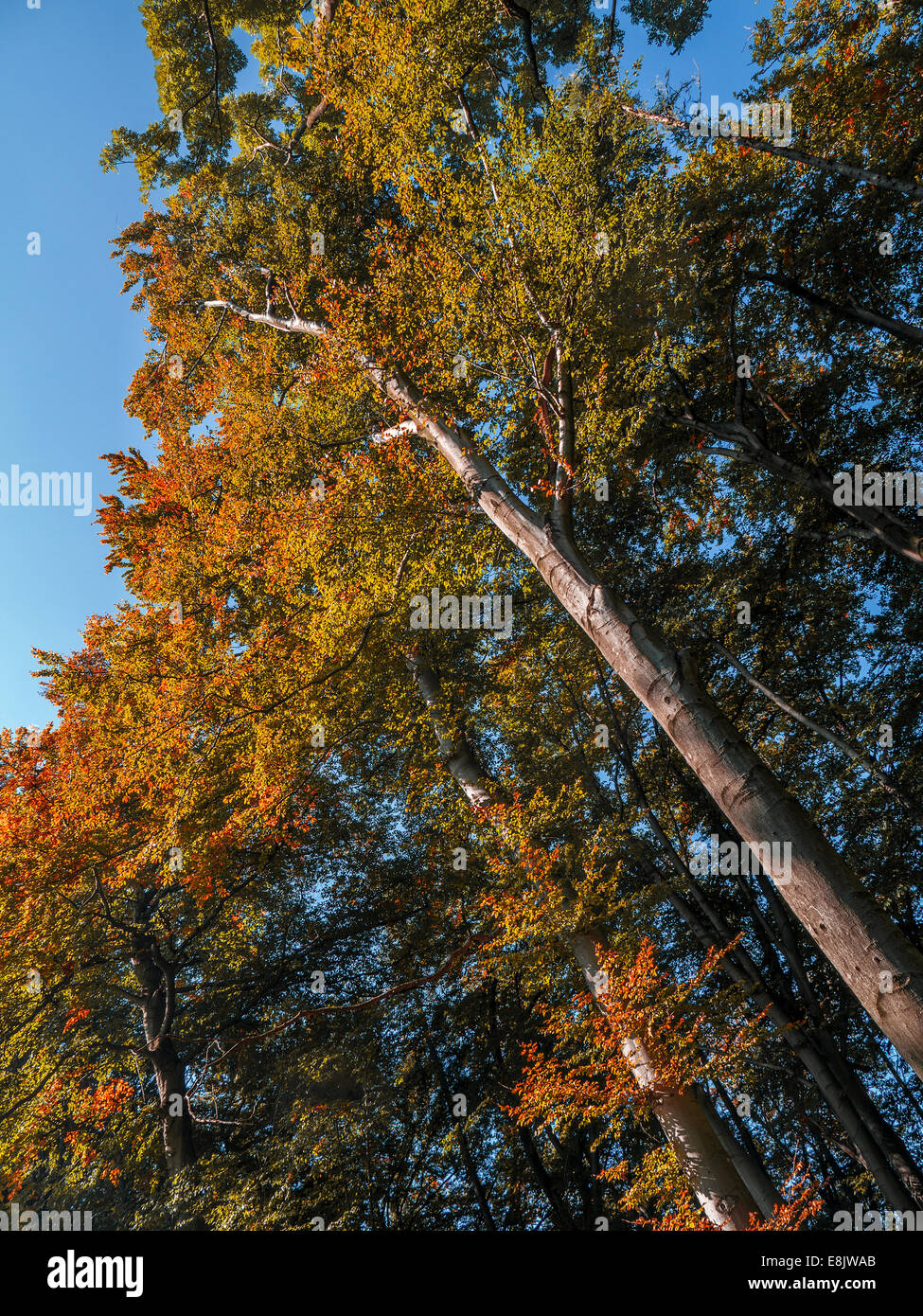 Tree crowns in fall colors - looking upwards Stock Photo