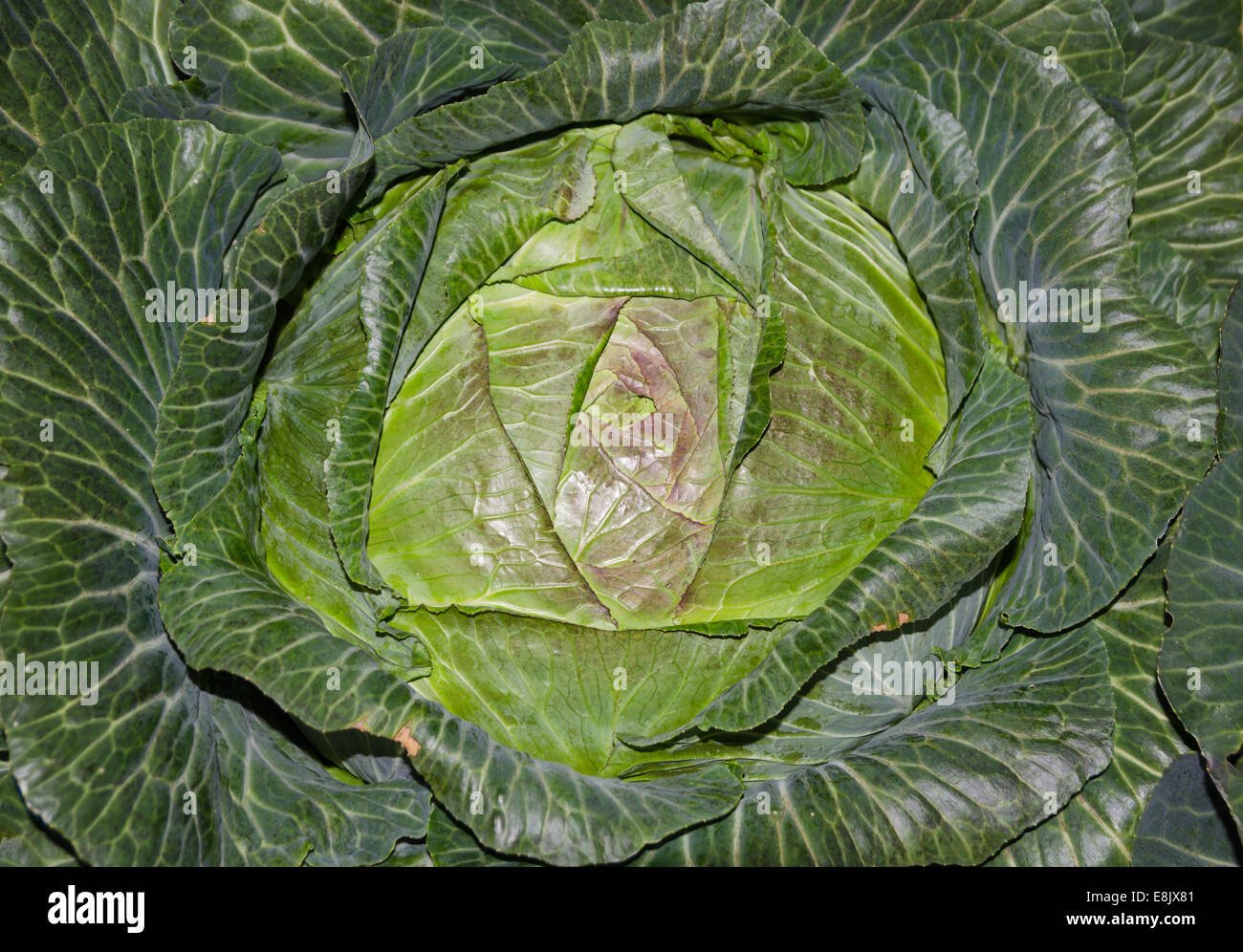 Cabbage Large Type Large cabbage hi-res stock photography and images - Alamy