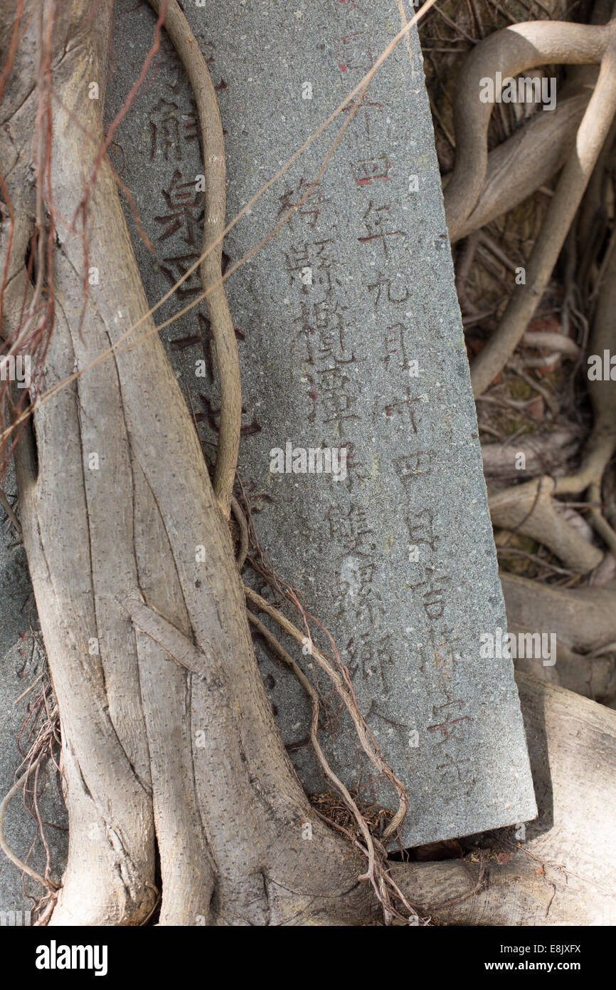 Roots of a sacred bodhi tree entwine a misplaced marker, Chinese Cemetery, Bangkok, Thailand. Stock Photo