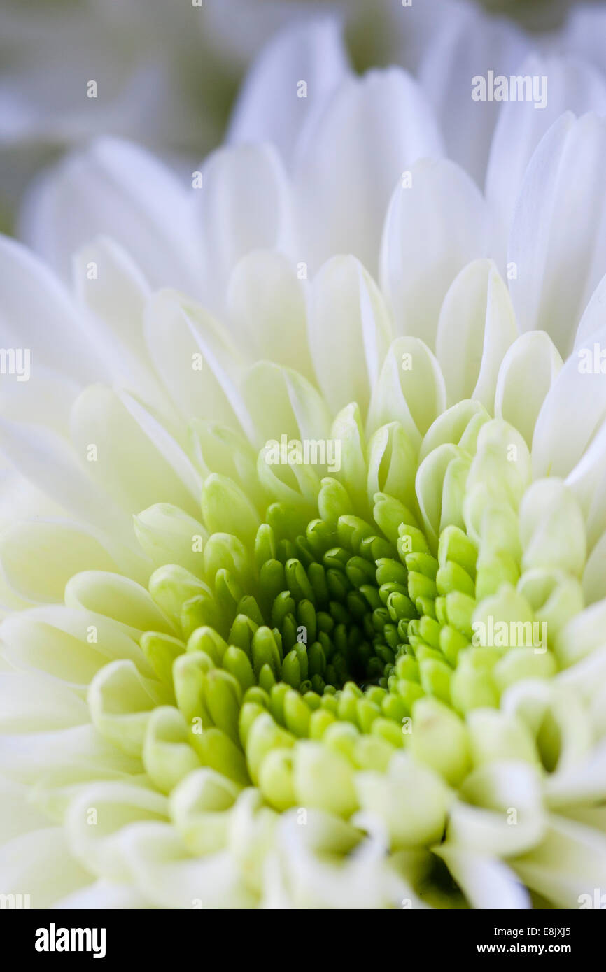 Chrysanthemum flower hi-res stock photography and images - Alamy
