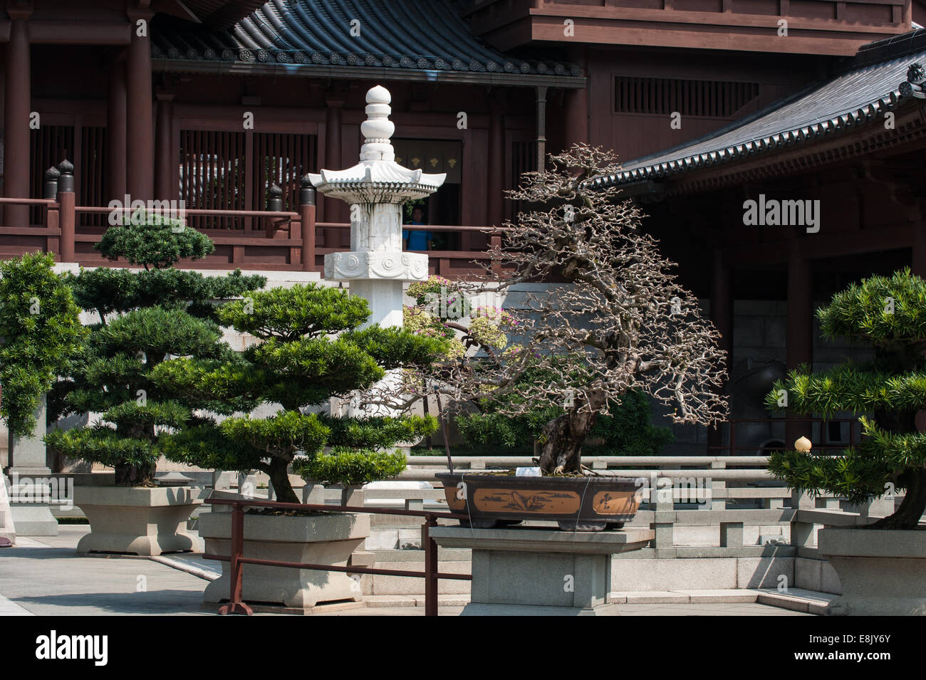 Bonsai China Stock Photos Bonsai China Stock Images Alamy - 