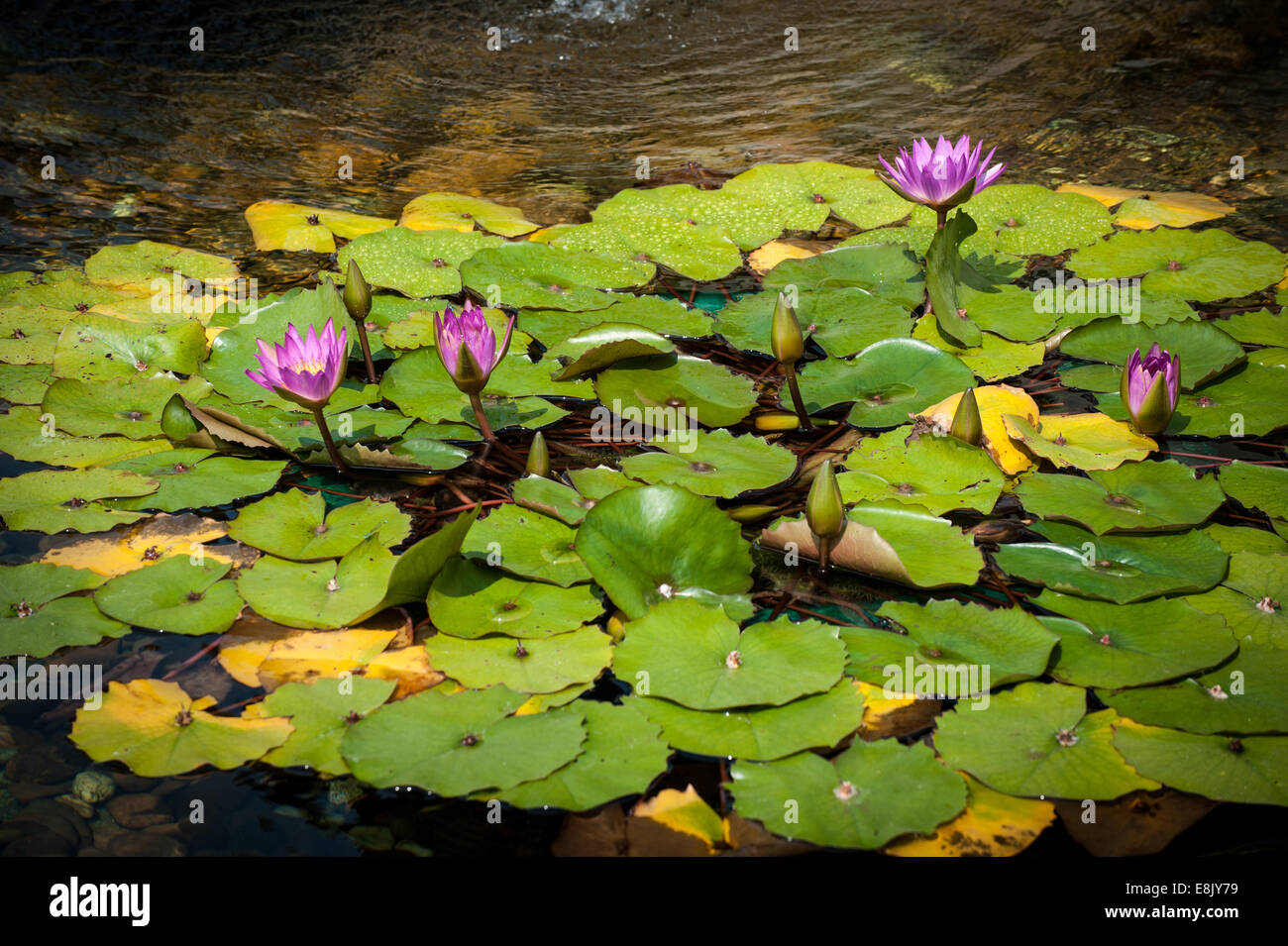 Water lilies, Chi Lin Buddhist Nunnery buddhist complex in Hong Kong ...