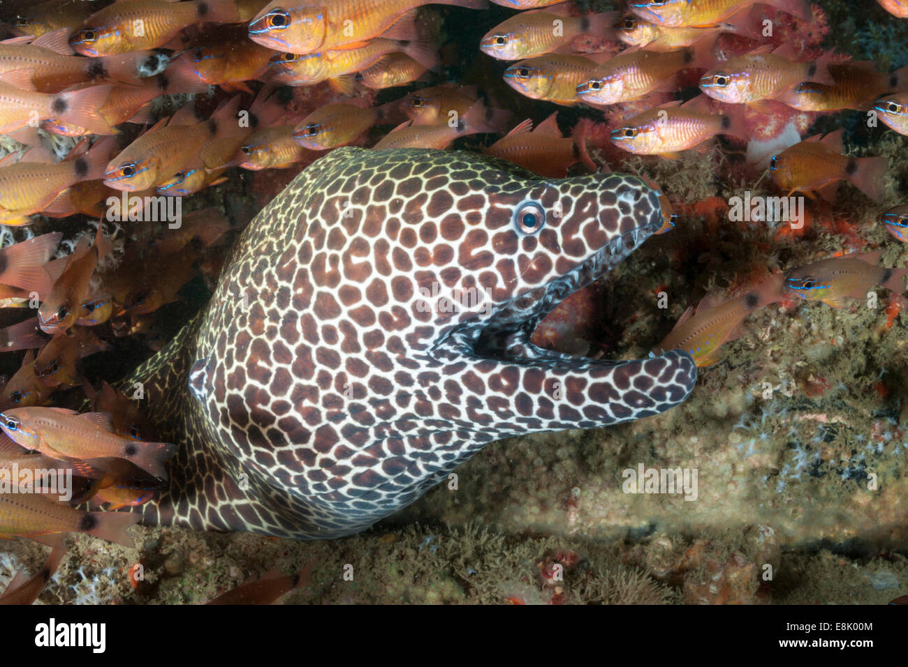 Honeycomb Moray eel, Inchkape 1, Fujeira, UAE Stock Photo