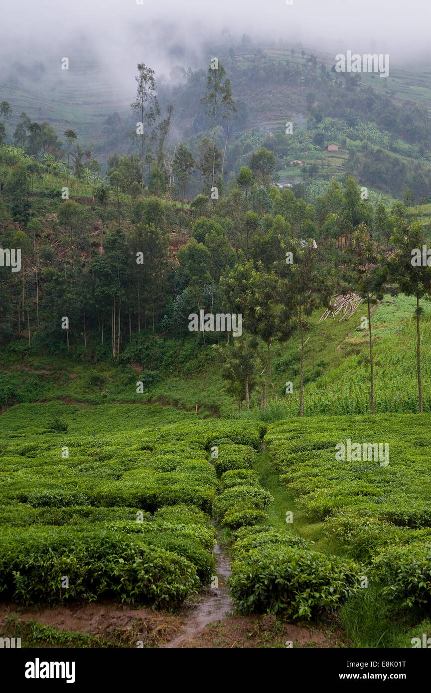 RWANDA, BJUMBA: Around Bjumba are large tea plantations where many people work. Most of the tea production is exported. Stock Photo