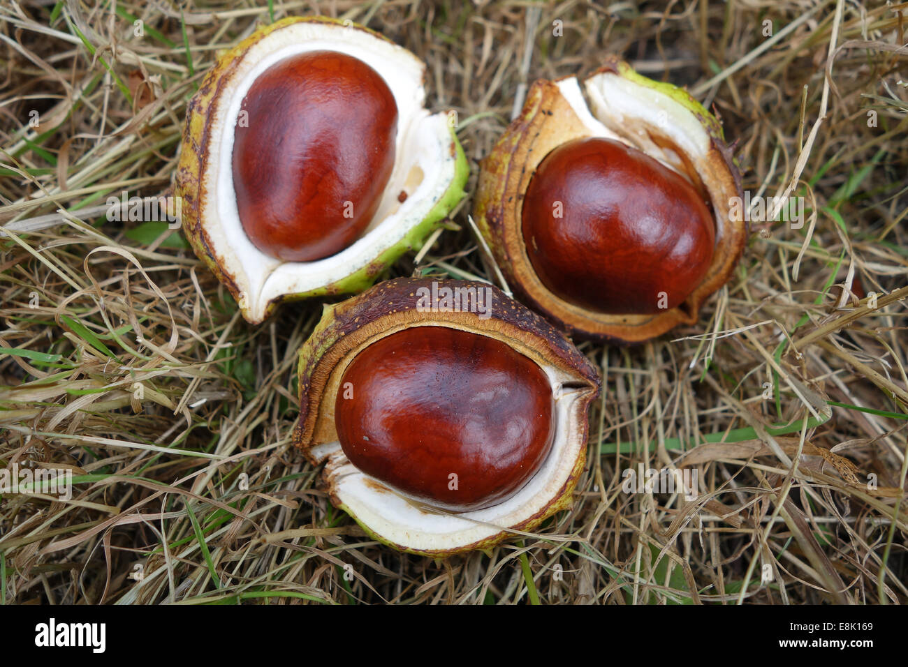 Conker tree fruit hi-res stock photography and images - Alamy