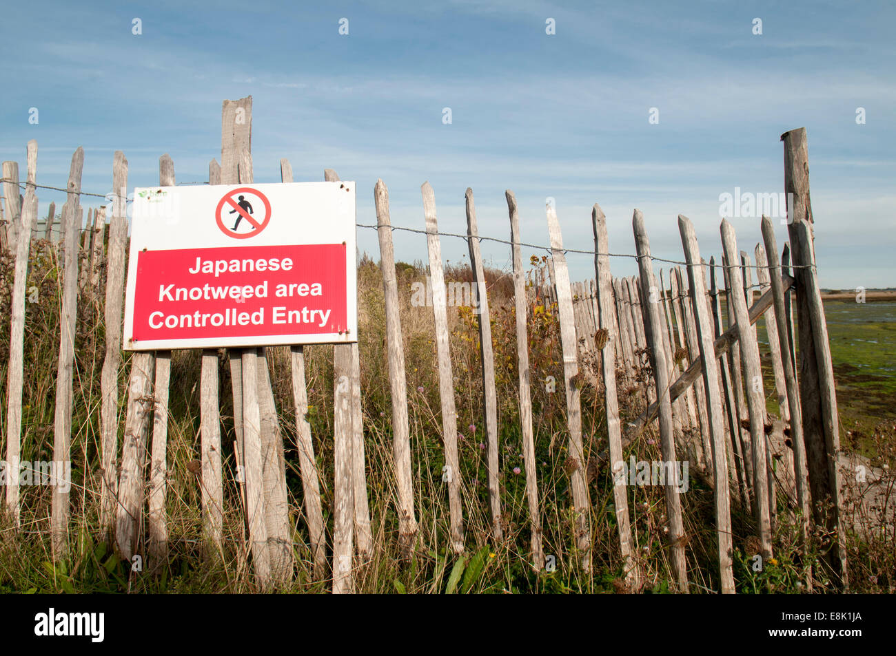 Japanese knotweed restricted area Stock Photo