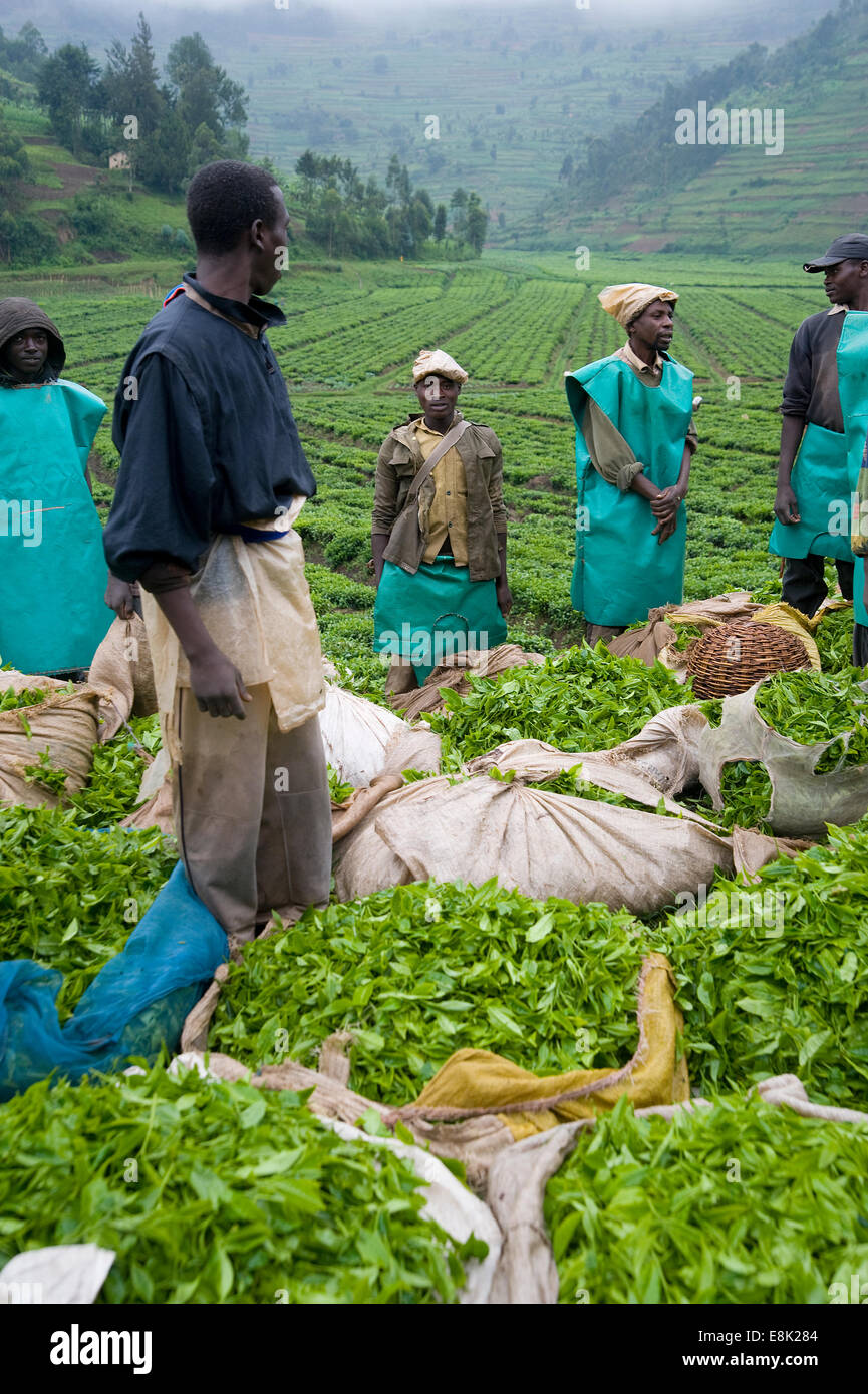 RWANDA, BJUMBA: Around Bjumba are large tea plantations where many people work. Most of the tea production is exported. Stock Photo