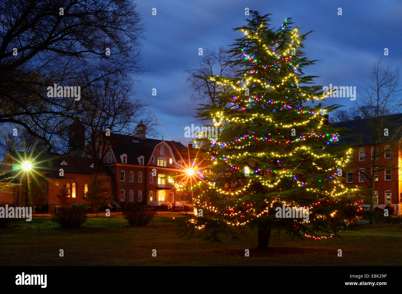 An outdoor Spruce Pine evergreen is trimmed to perfection and decorated with white, red and