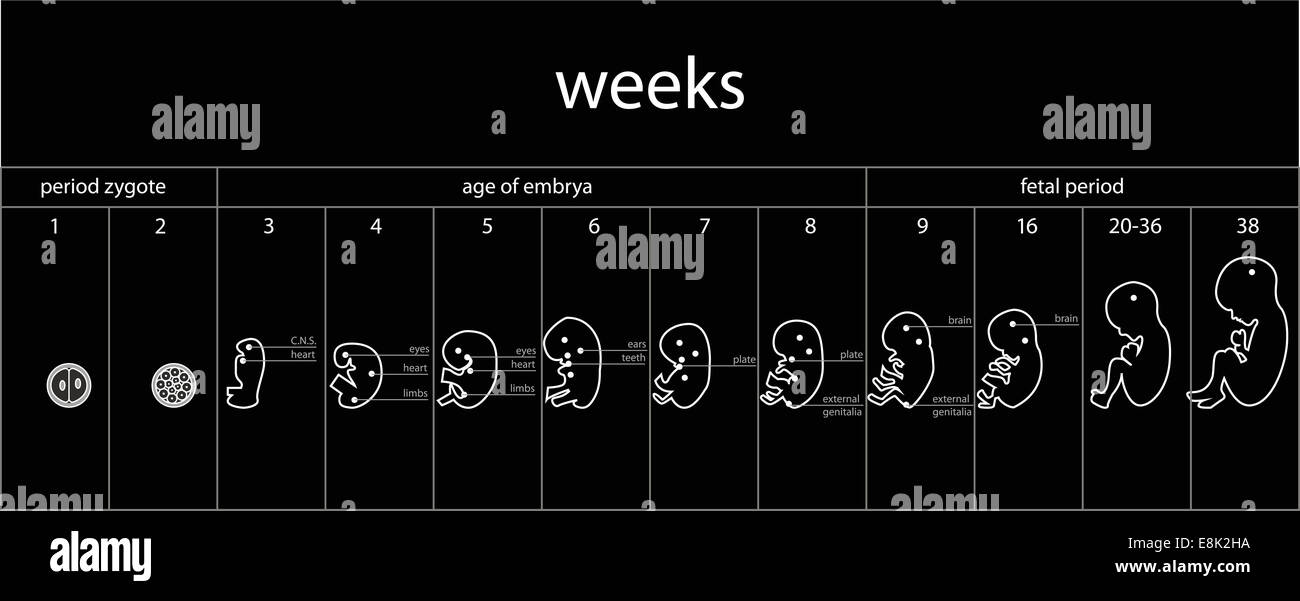 Fetus development hires stock photography and images Alamy