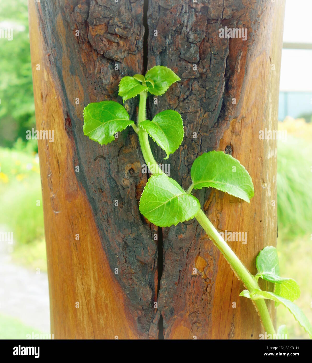 Young tree sprouting Stock Photo Alamy