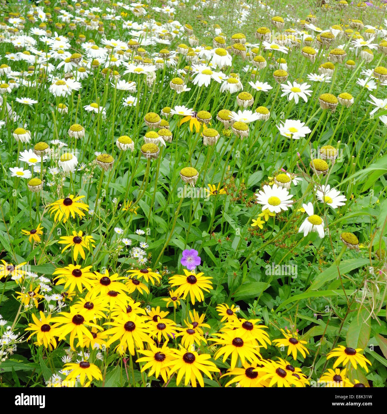 Field flowers hires stock photography and images Alamy