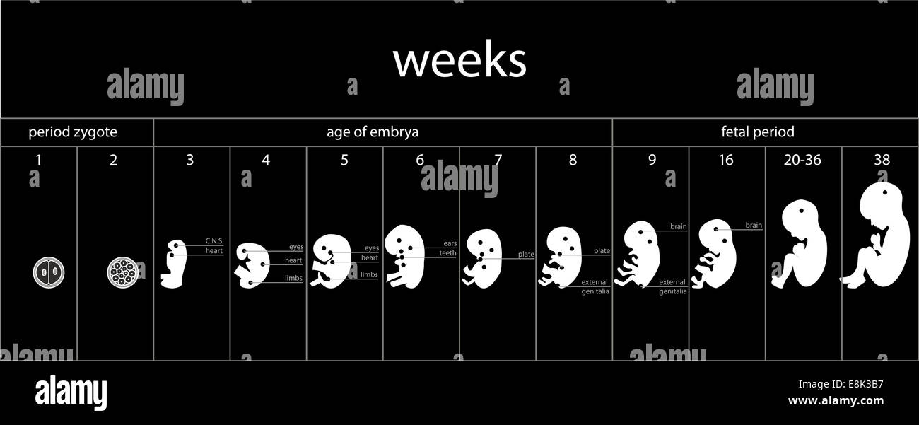 Nine week fetus hires stock photography and images Alamy