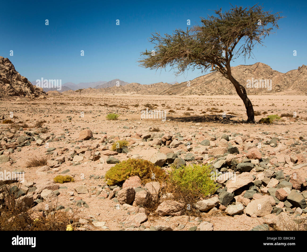 Frankincense tree egypt hires stock photography and images Alamy