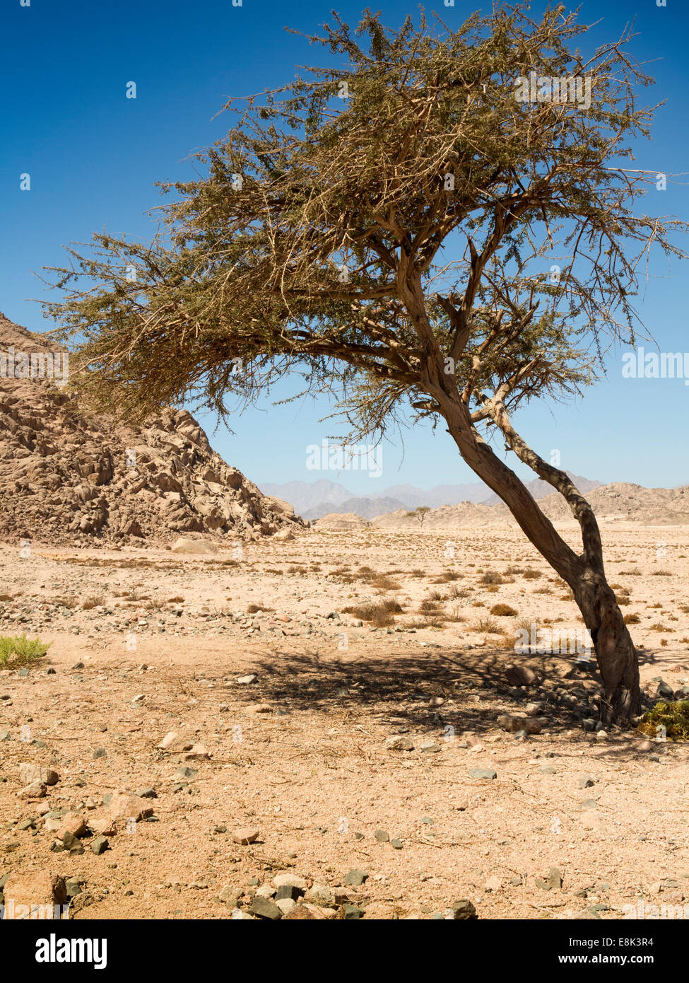 Frankincense tree hires stock photography and images Alamy