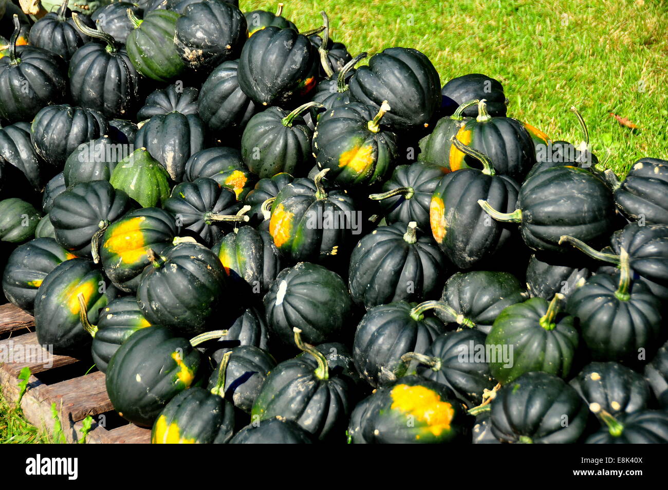 Pownal, Vermont:  Dark green acorn squashes displayed at the Pownal Pumpkin Farm  * Stock Photo
