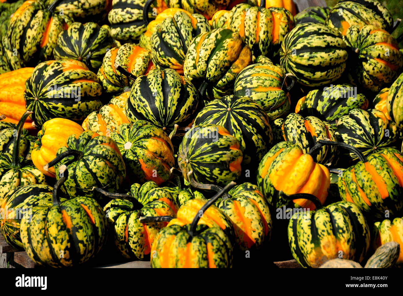 Pownal, Vermont:  Colourful gourds are displayed for sale at the Pownal Pumpkin Farm  * Stock Photo