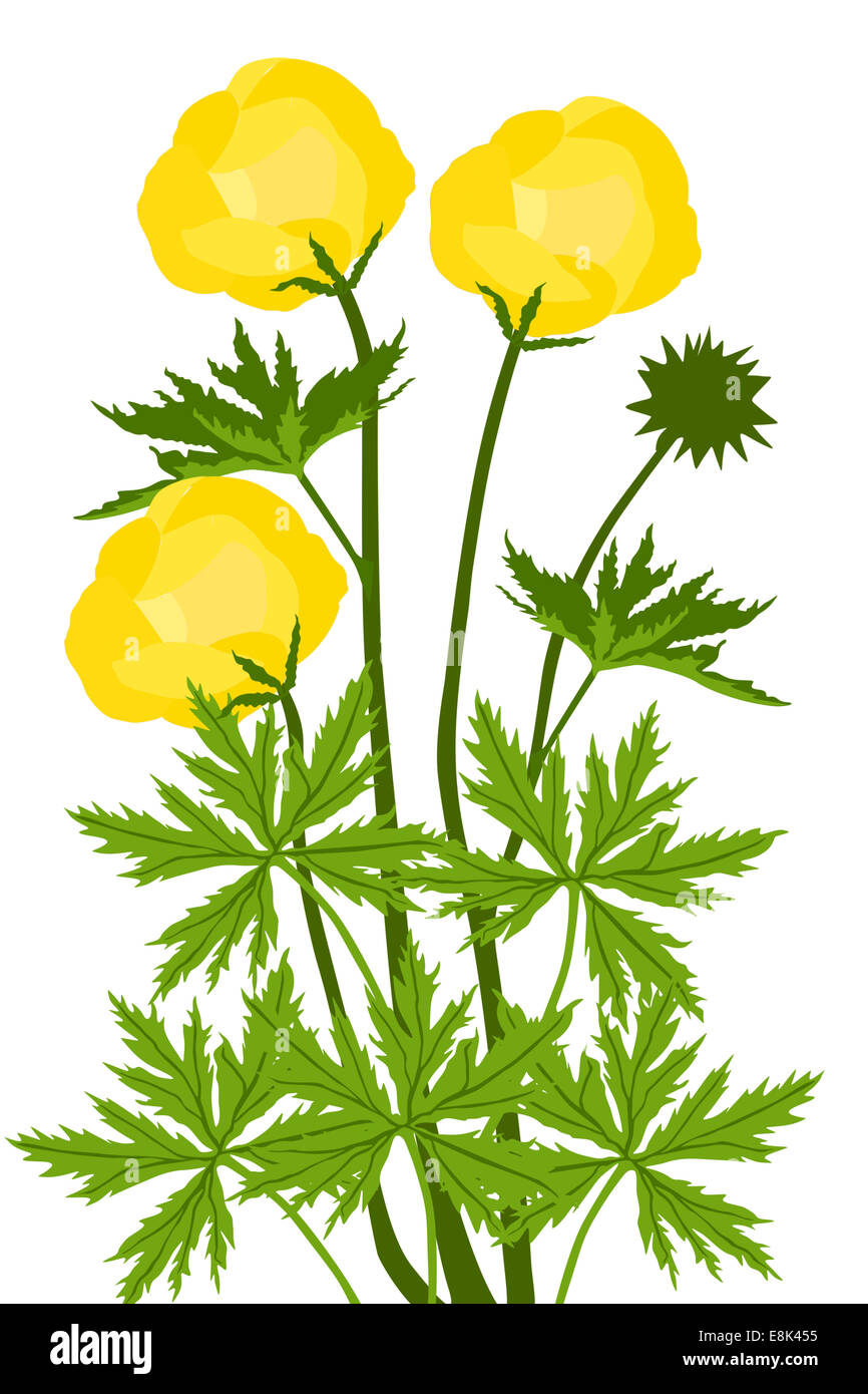 Globe-flower (Trollius europaeus) - illustration Stock Photo