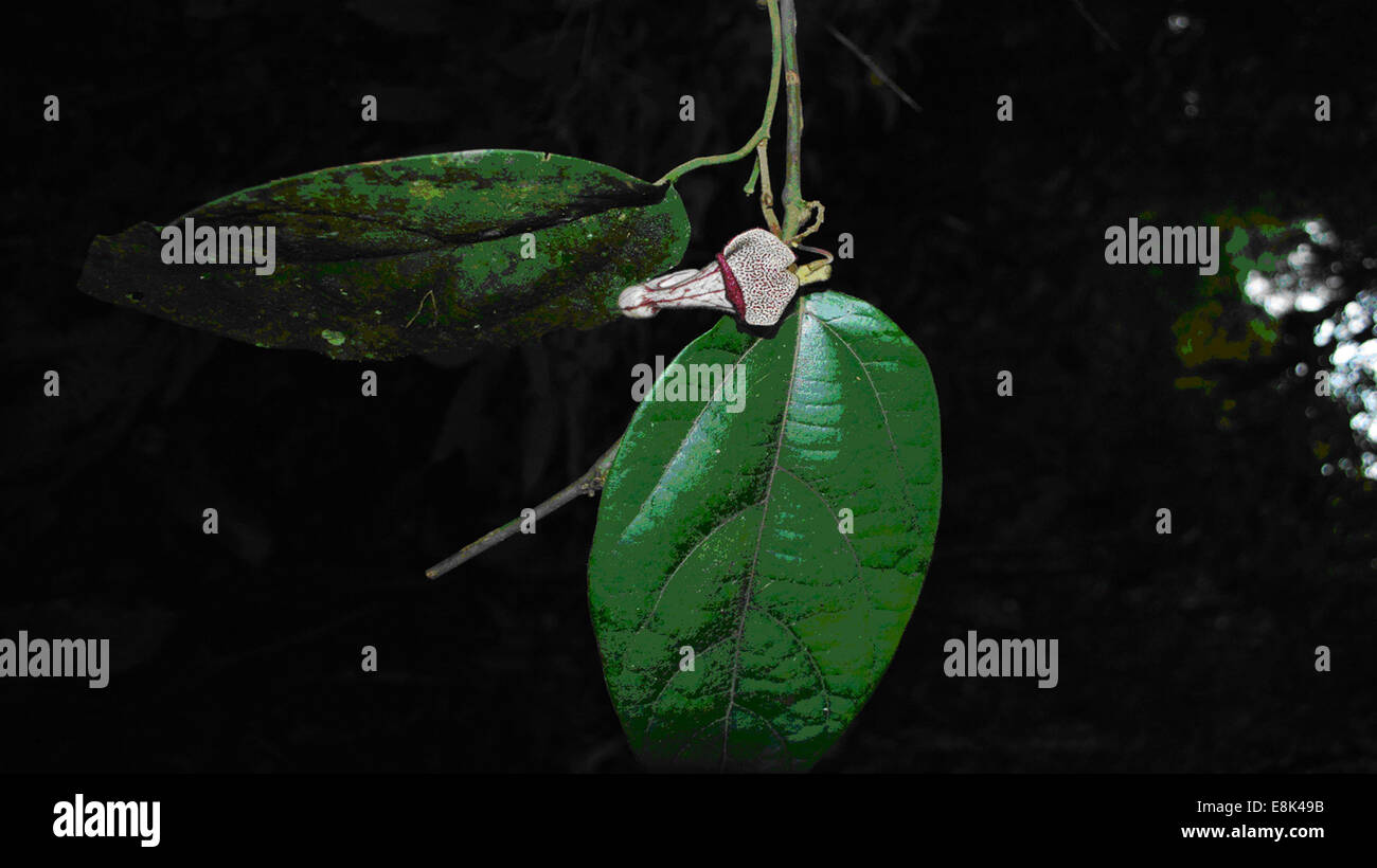 Hanoi. 9th Oct, 2014. Photo released by VNA on Oct. 9, 2014 shows the flower of a new plant species in the Aristolochiaceae family recently discovered in Xuan Lien Nature Reserve in Thanh Hoa province, Vietnam. The new species, Aristolochia Xuanlienensis, named after the place where it was found, has not yet been found anywhere else in the world. Credit:  VNA/Xinhua/Alamy Live News Stock Photo