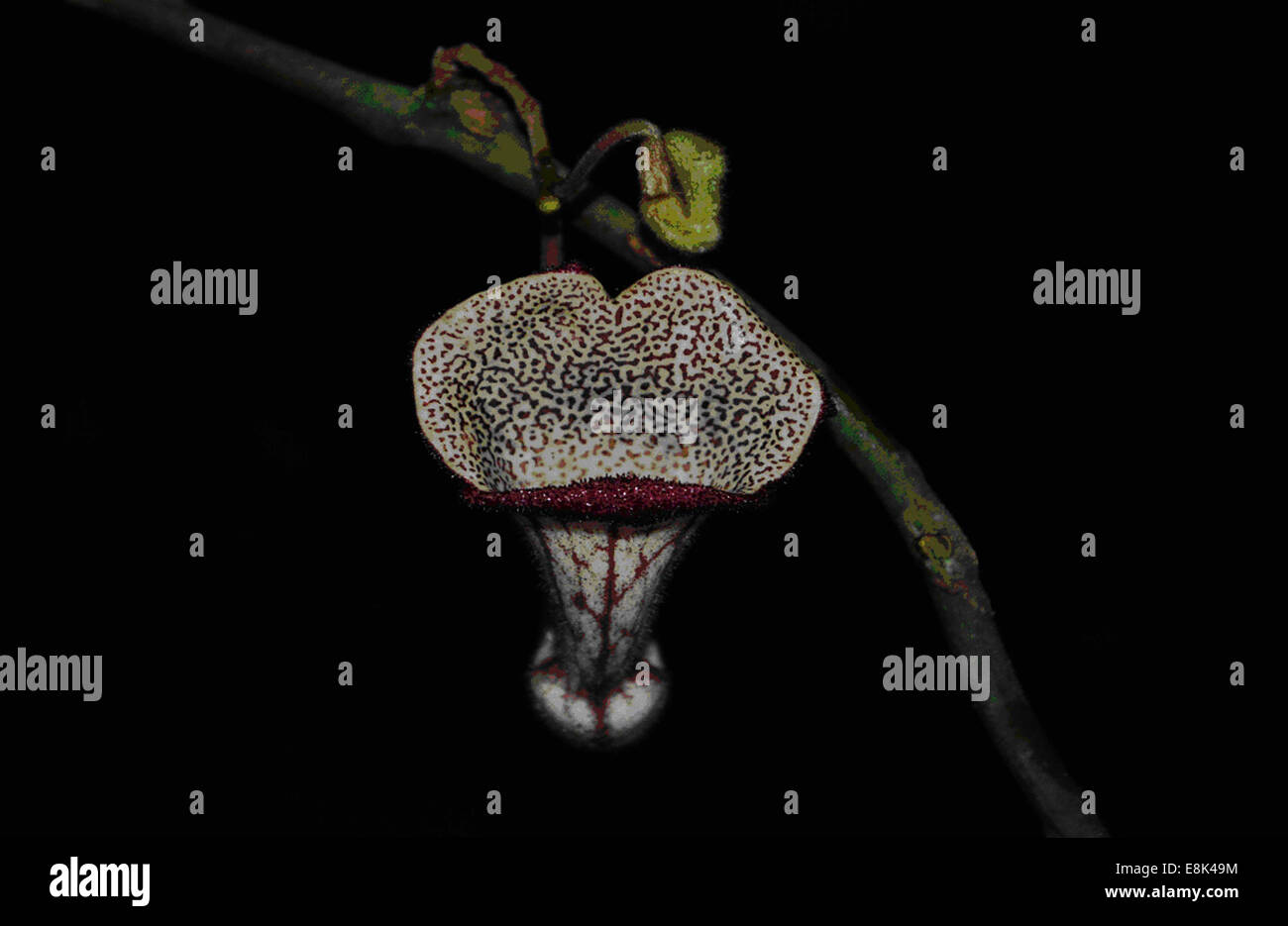 Hanoi. 9th Oct, 2014. Photo released by VNA on Oct. 9, 2014 shows the flower of a new plant species in the Aristolochiaceae family recently discovered in Xuan Lien Nature Reserve in Thanh Hoa province, Vietnam. The new species, Aristolochia Xuanlienensis, named after the place where it was found, has not yet been found anywhere else in the world. Credit:  VNA/Xinhua/Alamy Live News Stock Photo