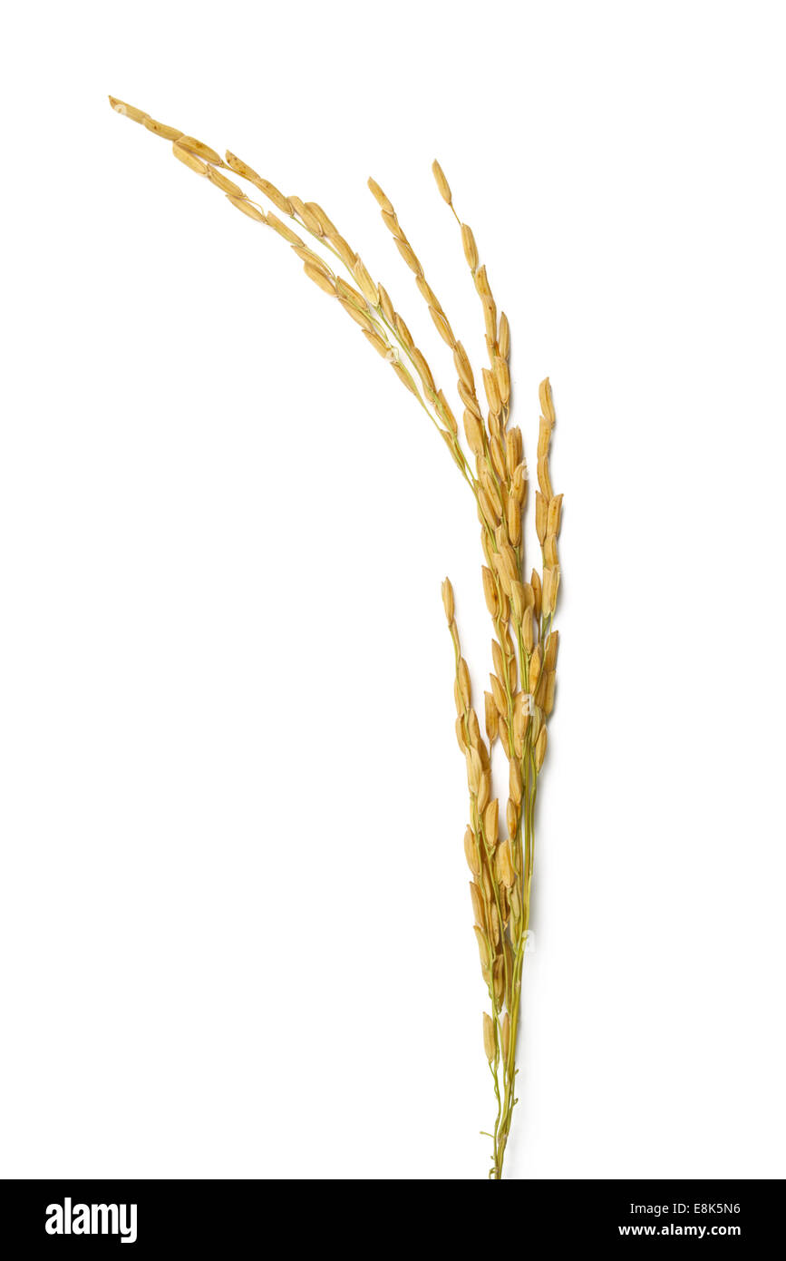 rice stalks on white background Stock Photo