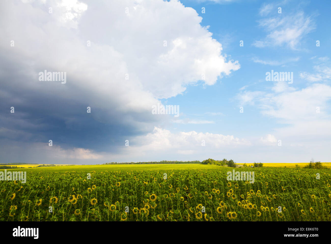 Yellow field of sunflowers in summer day just before rain Stock Photo ...