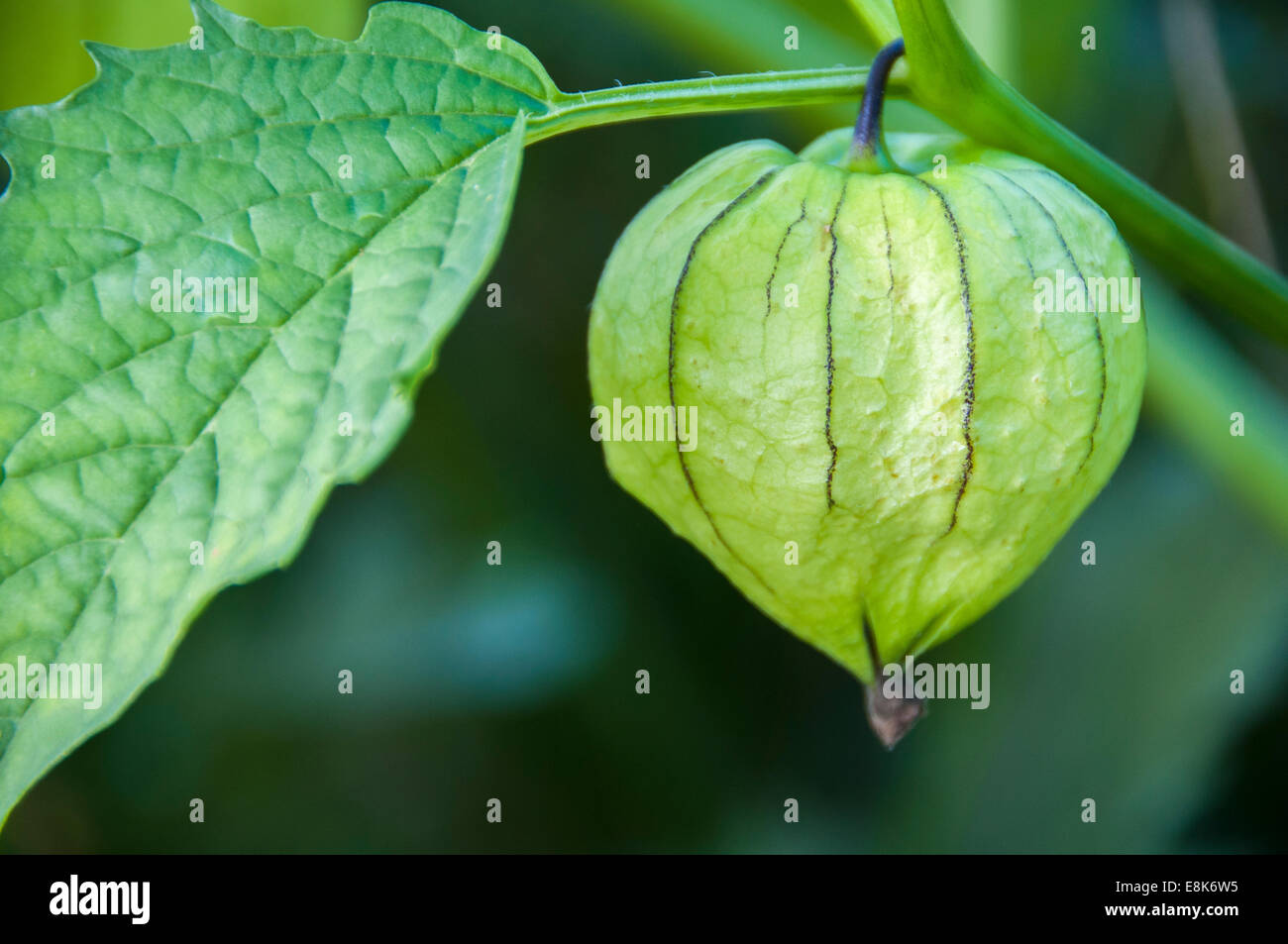Close up of a Tomatillo or Mexican Husk Tomato with one green leaf. Looks like a organic green lantern. Stock Photo