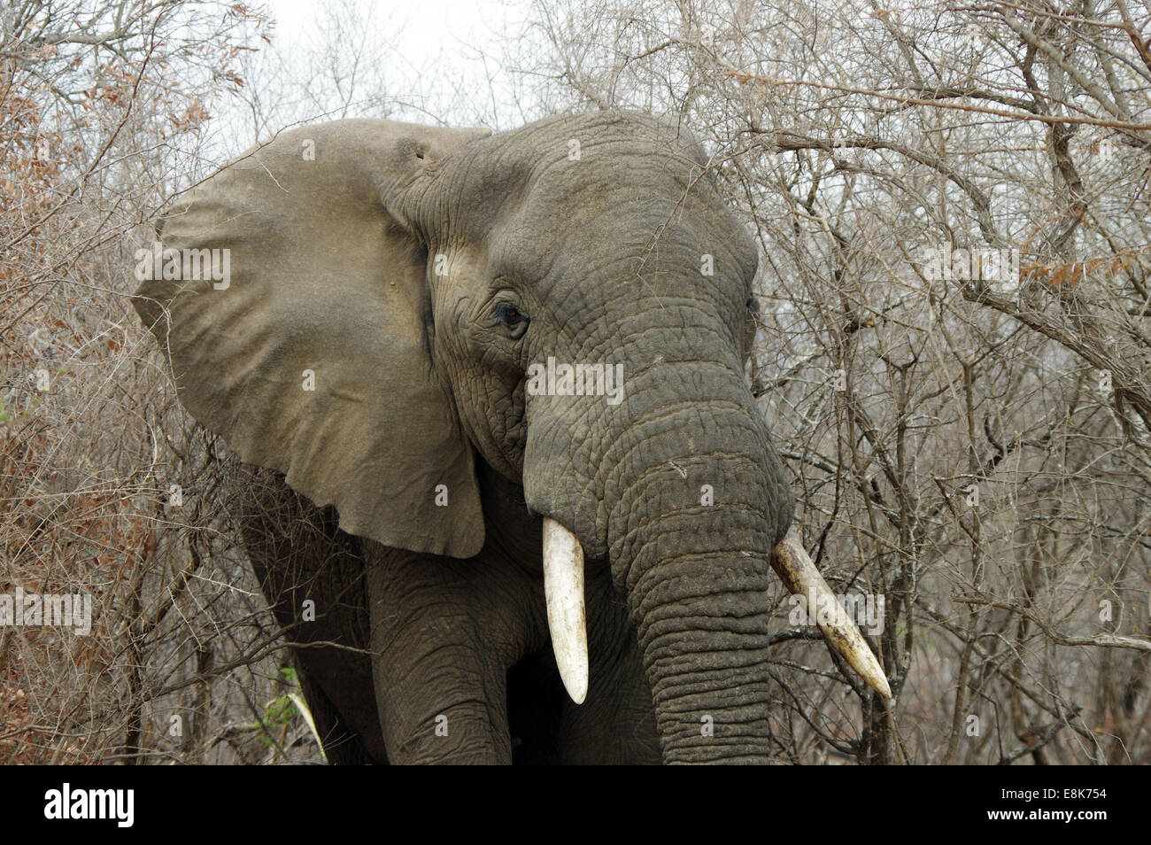 Close encounter with a bull elephant in Hluhluwe–iMfolozi Park, South Africa Stock Photo