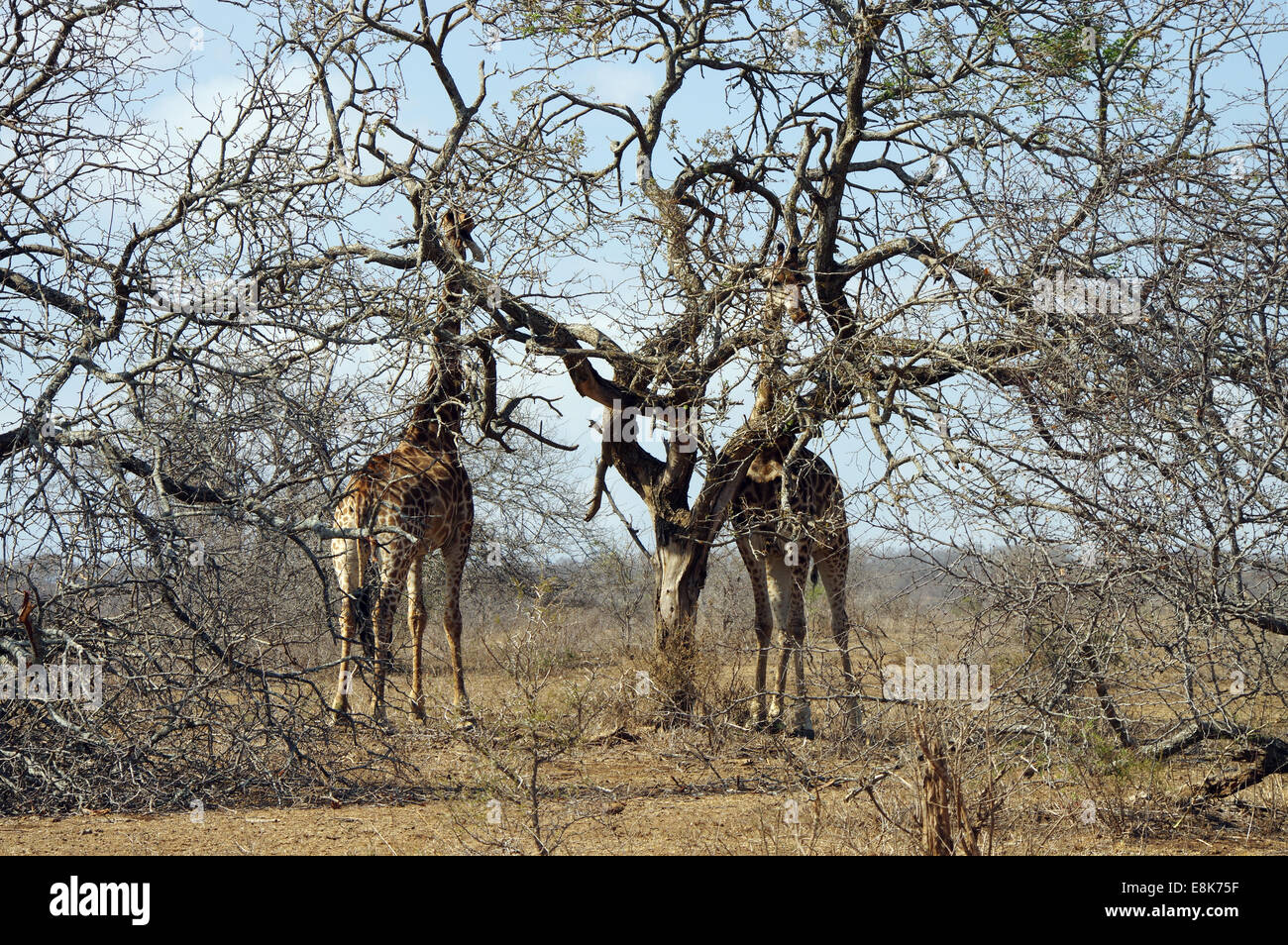 Giraffes in Hluhluwe–iMfolozi Park, South Africa Stock Photo