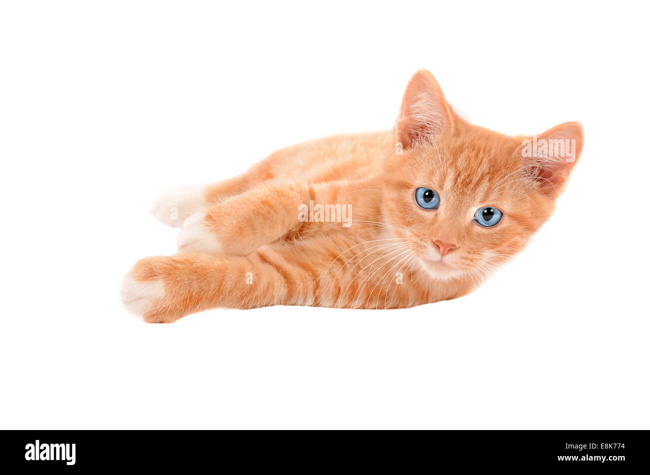 Orange Tabby Cat With Blue Eyes Laying On A White Background Stock Photo Alamy