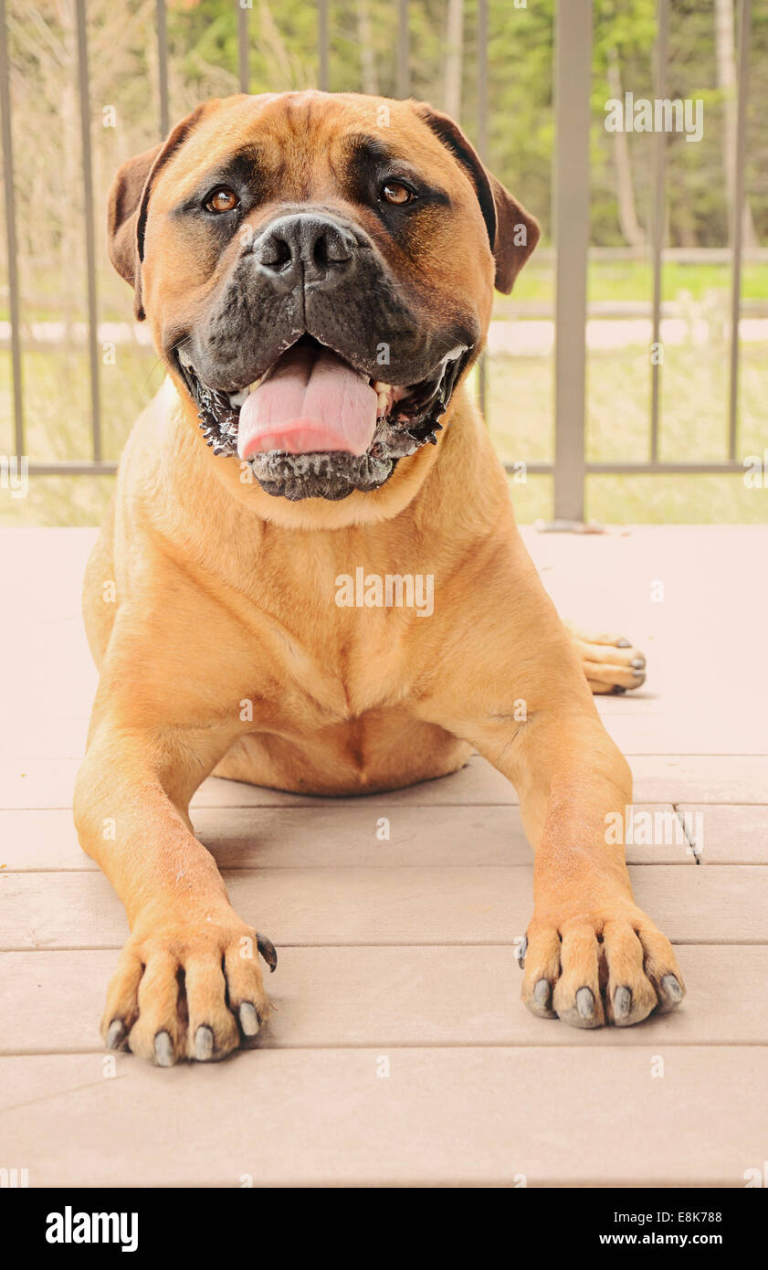 Bullmastiff dog laying on a patio with tongue out, drooling Stock Photo