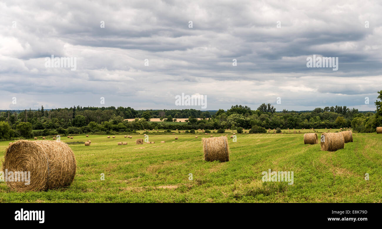 Round straw bales in a farmers field. Stock Photo