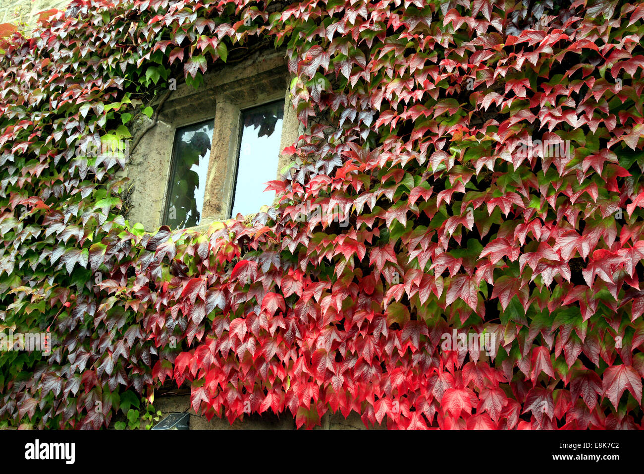 Climbing Ivy in full Autumn colors round a window of an old stone