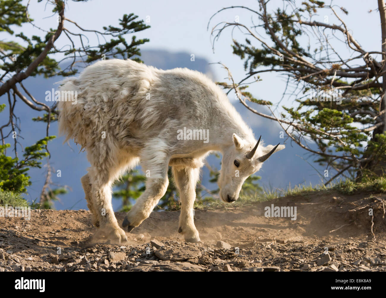 Mountain Goat Pawing the Ground Stock Photo Alamy