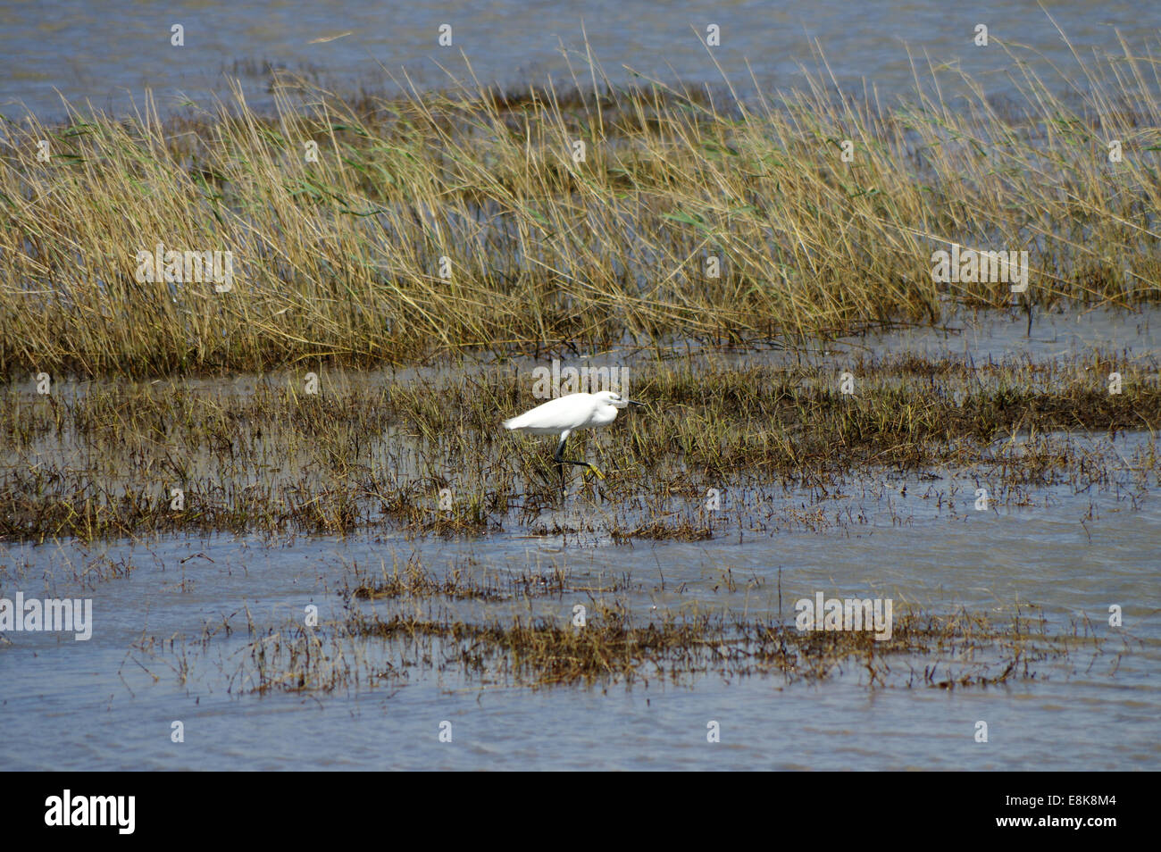 Little egret at Western shores of Lake St. Lucia, South Africa Stock Photo