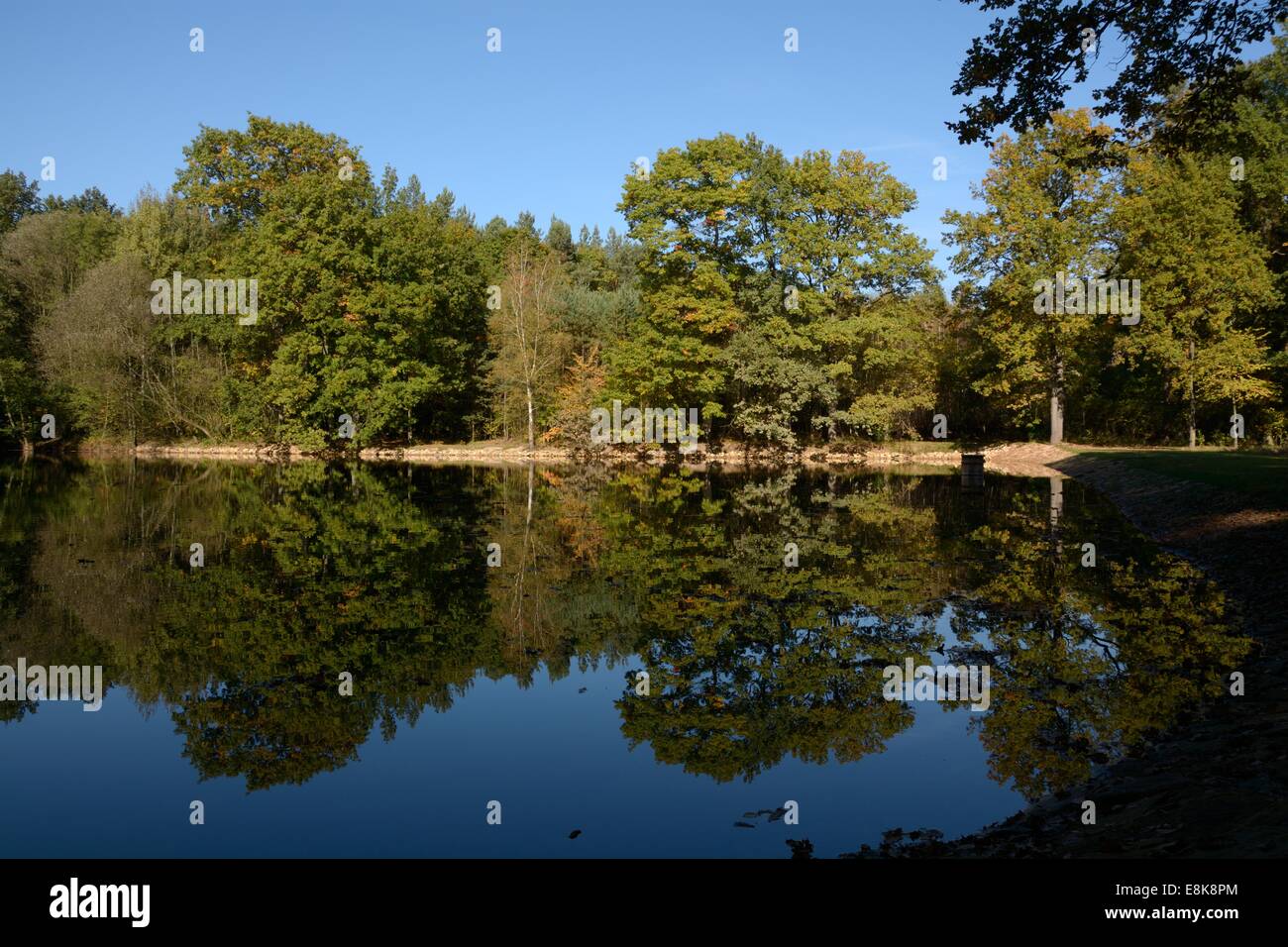 Autumn forest on the pond Placiny, Klanovice, Prague Stock Photo