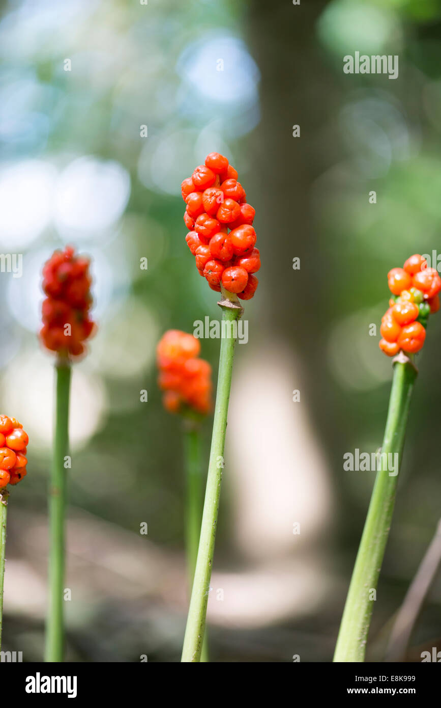 Arum maculatum Stock Photo