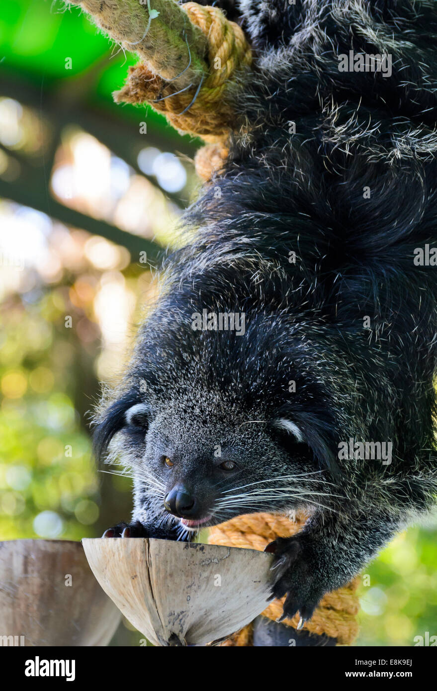 Asian Bearcat Or Arctictis Binturong Are Eating Food Stock Photo Alamy