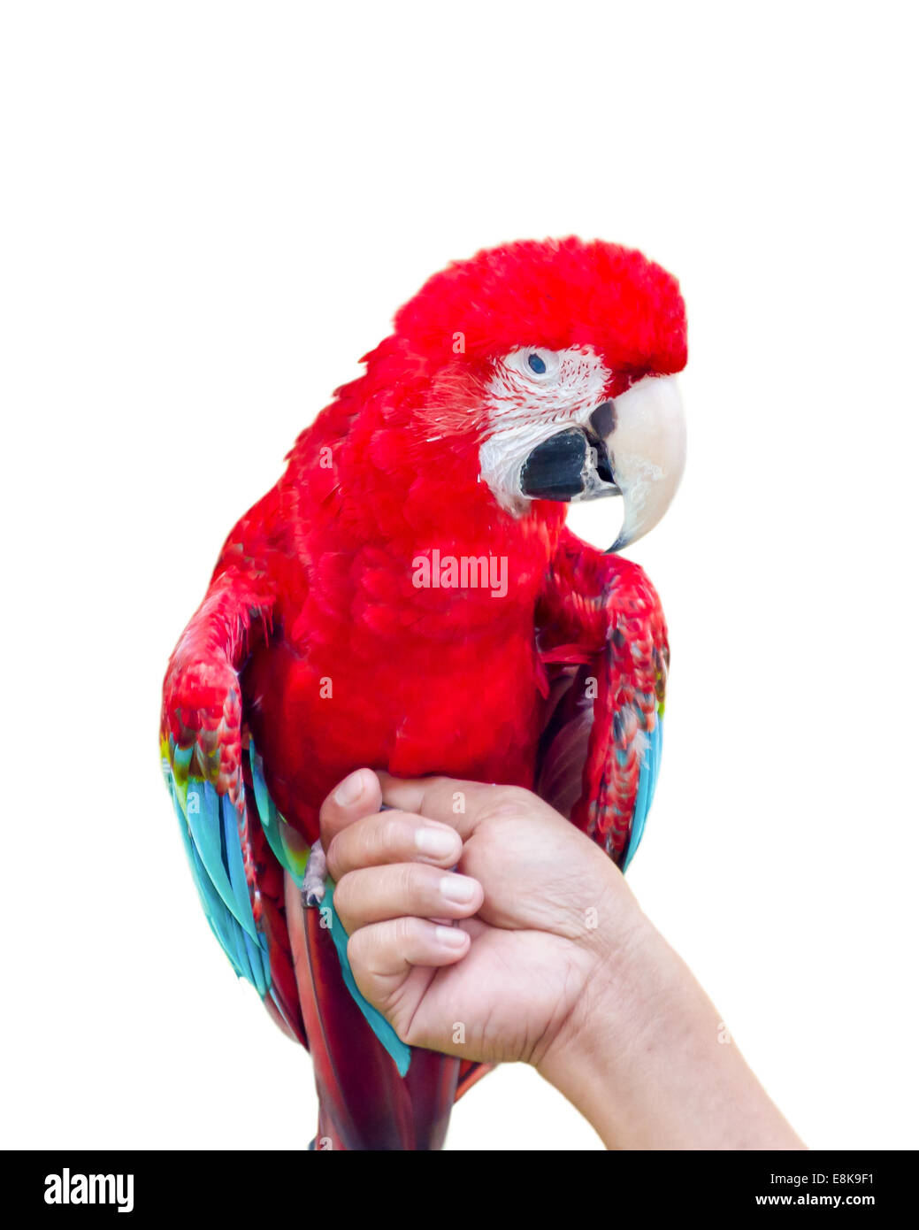 Green-Winged Macaw scientific name Ara chloroptera perch at hand on white background Stock Photo