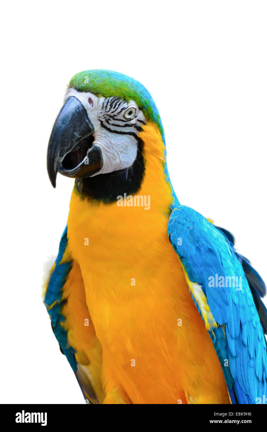 Close up colorful birds on white background, Blue and Gold Macaw scientific name Ara ararauna Stock Photo