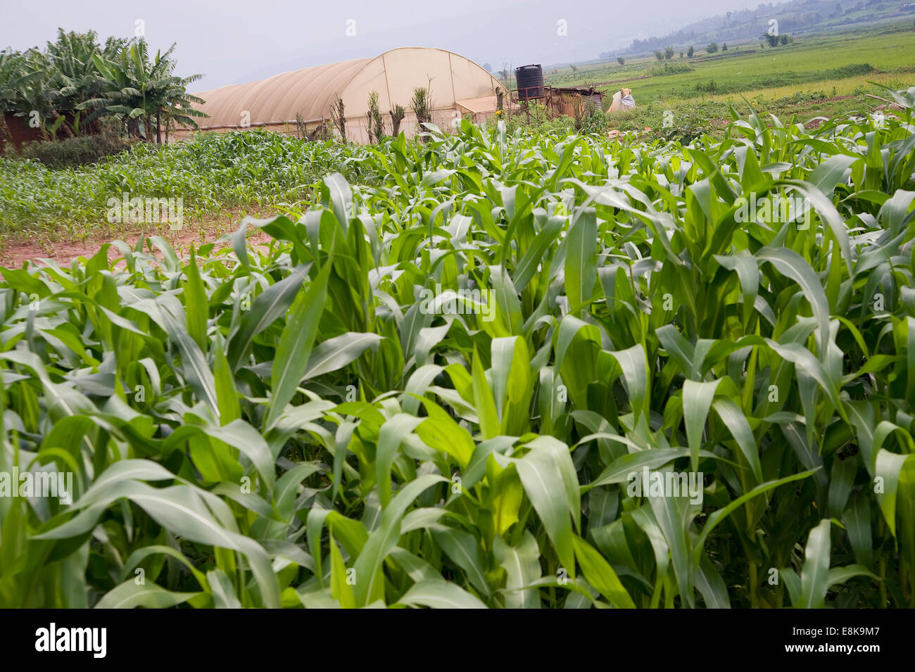 RWANDA, KIGALI: Around Kigali are many rice fields and also corn or vegetables fields. Many people work in agriculture. Stock Photo