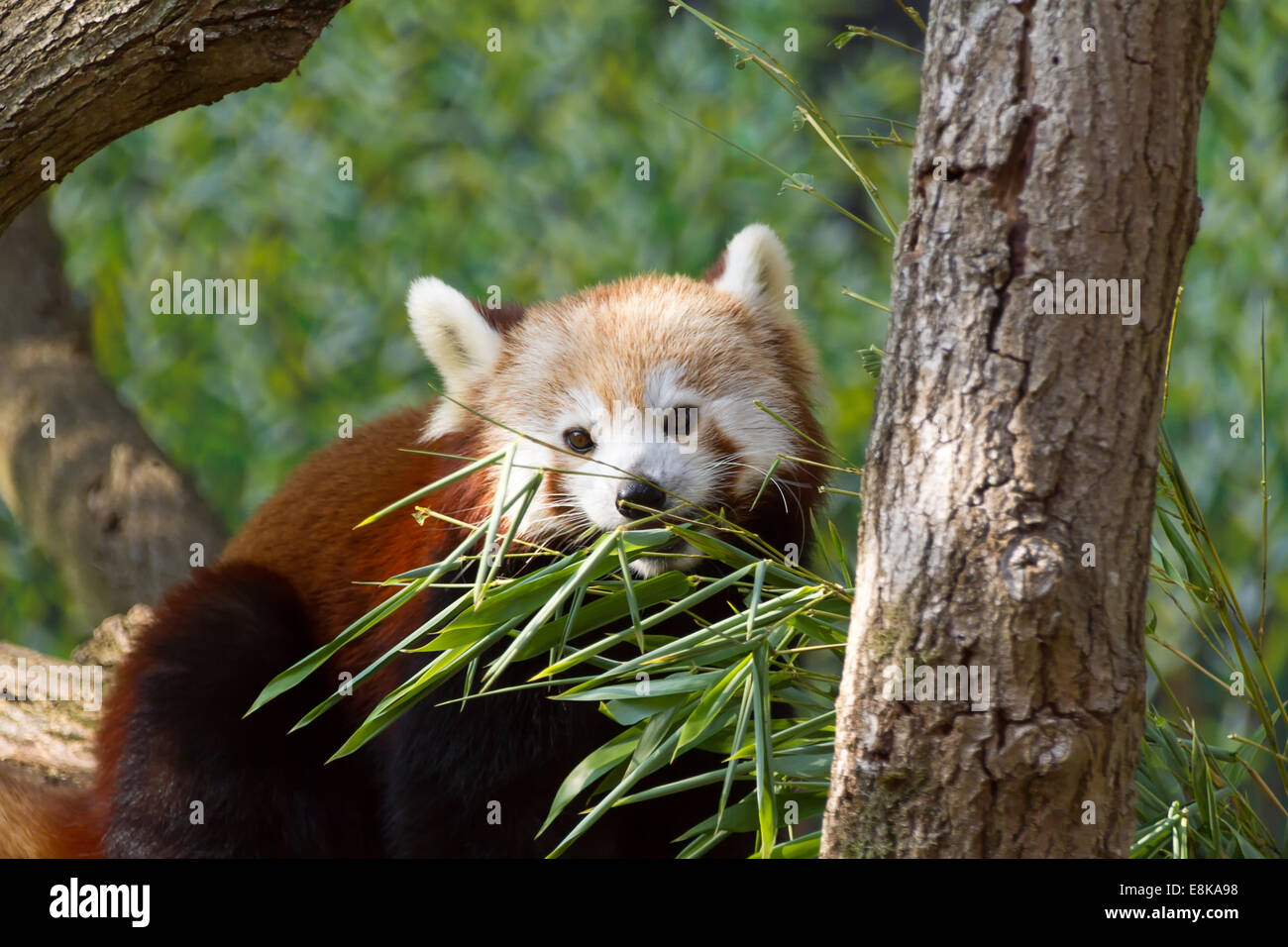 Red Pandas Roter panda wald hi-res stock photography and images - Alamy