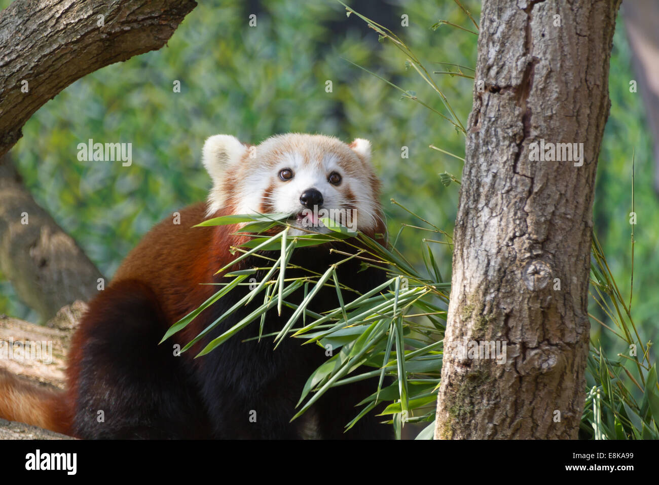 Red Pandas Roter panda wald hi-res stock photography and images - Alamy